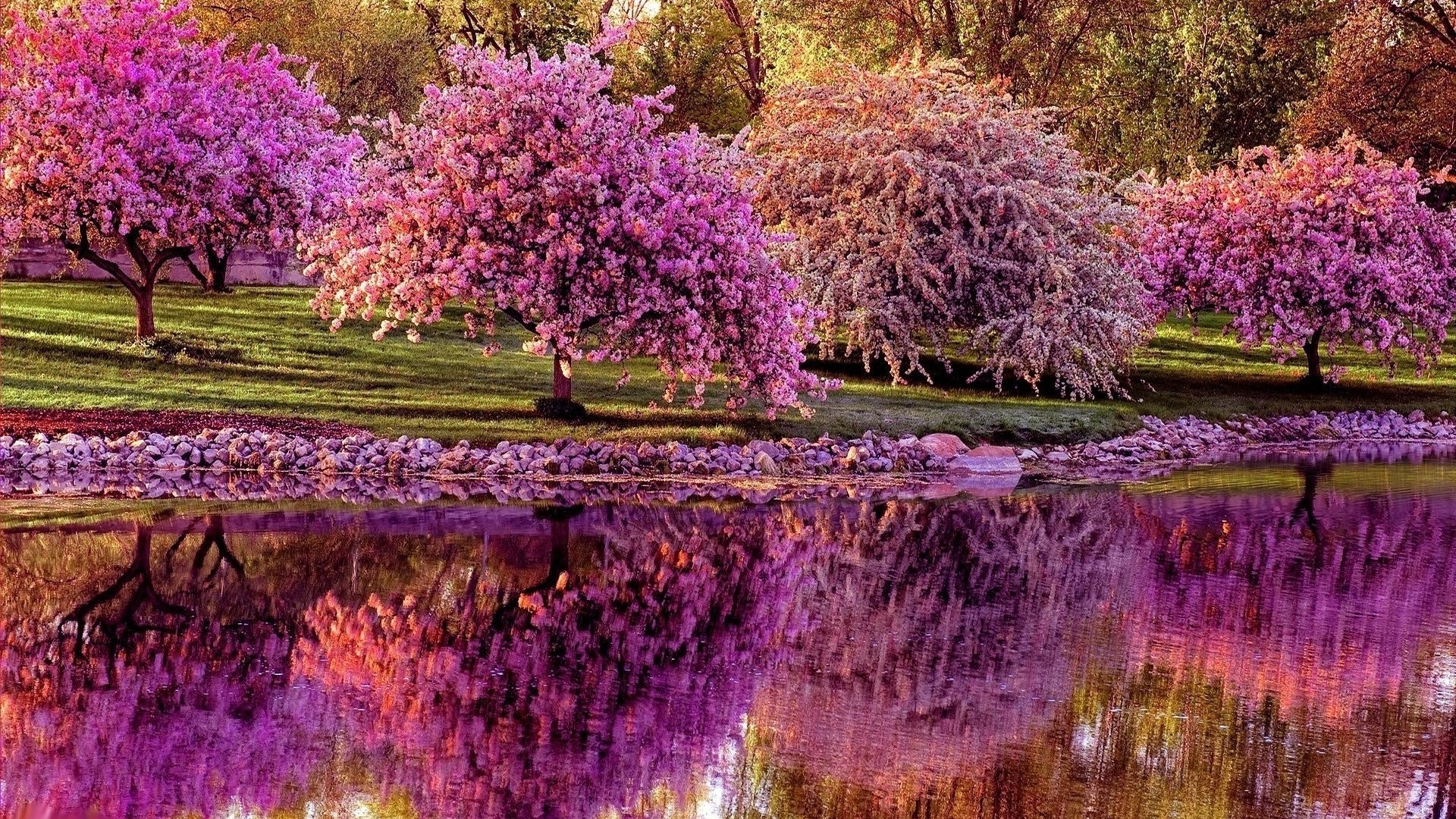 ຮູບພາບ Sakura blooms ໃນພາກຮຽນ spring