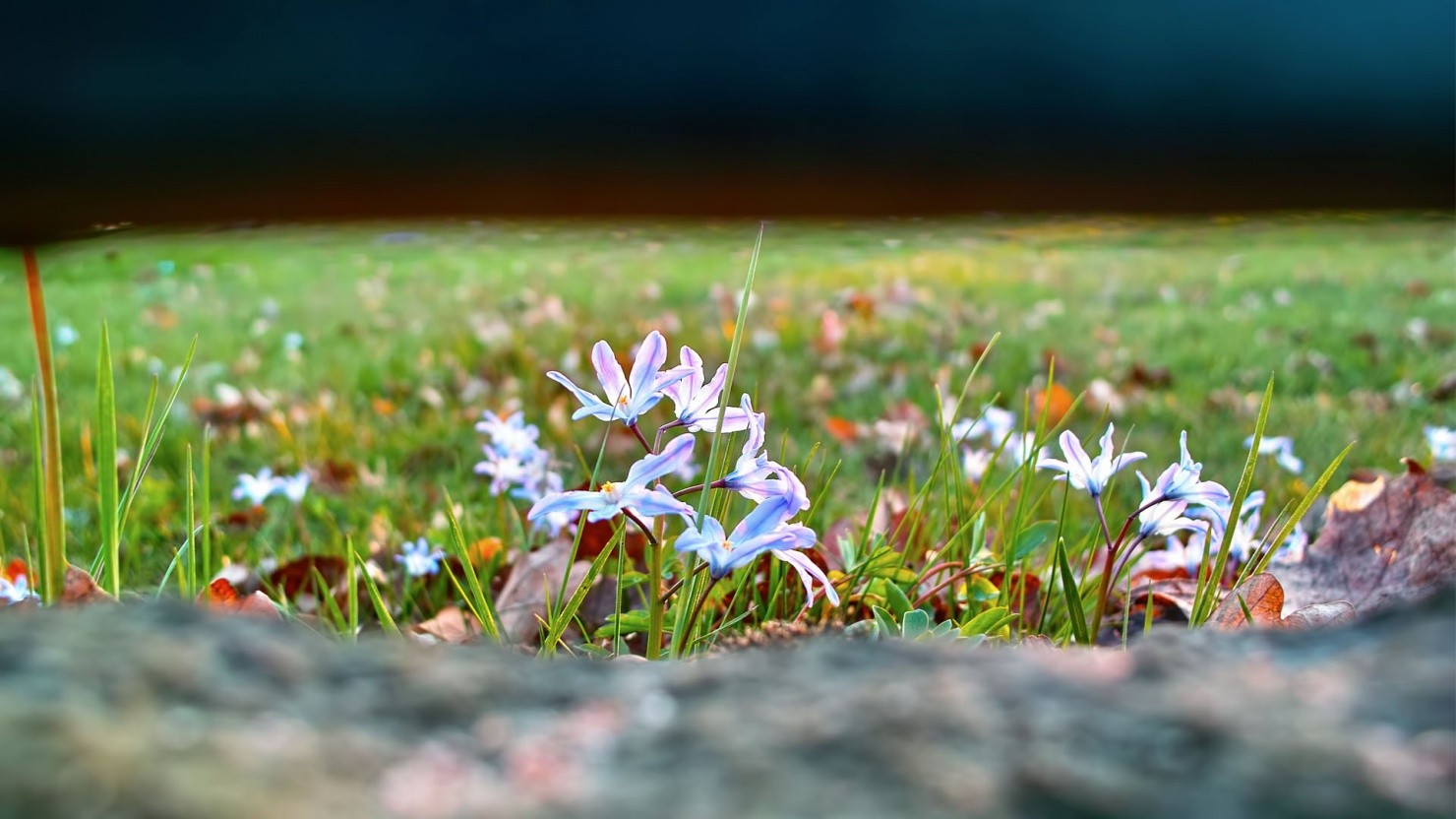 Foto de la natura a la primavera