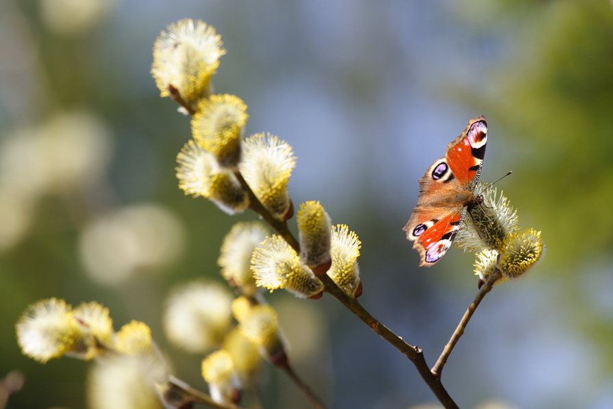 Foto van de natuur in het voorjaar: een vlinder op een bloem