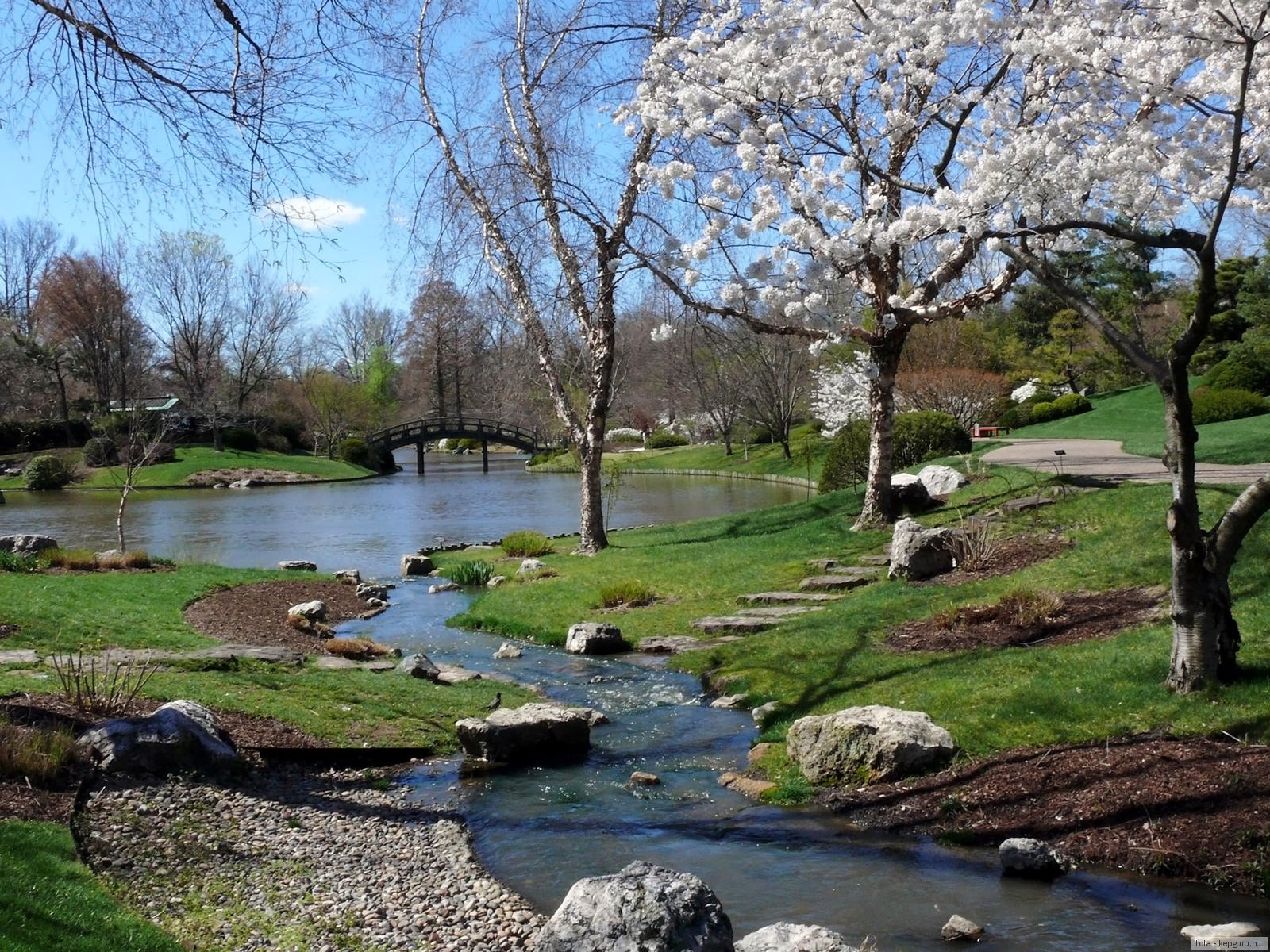 Photo pond in spring