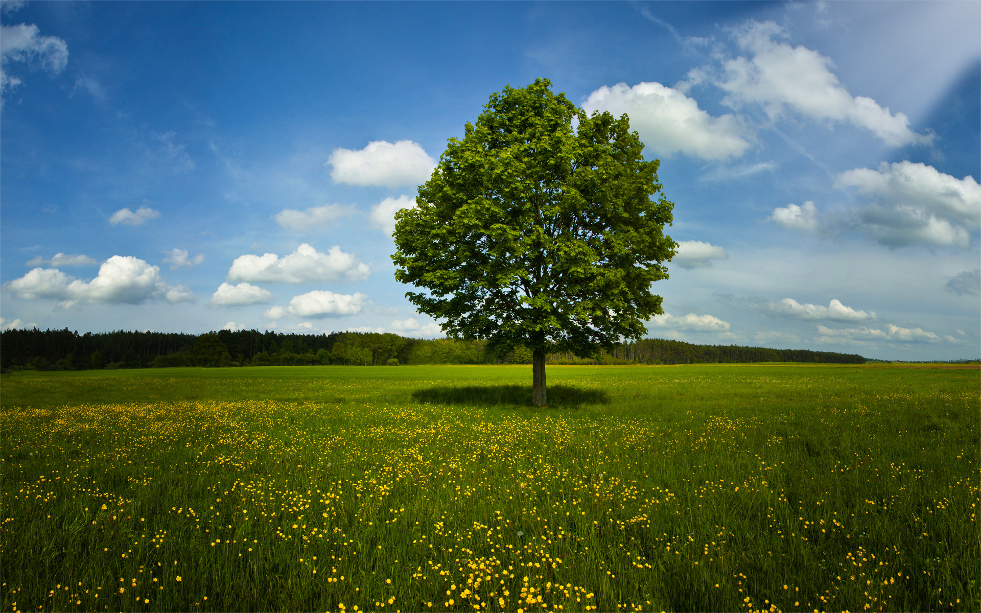 Zomer natuur landschap: boom in het veld
