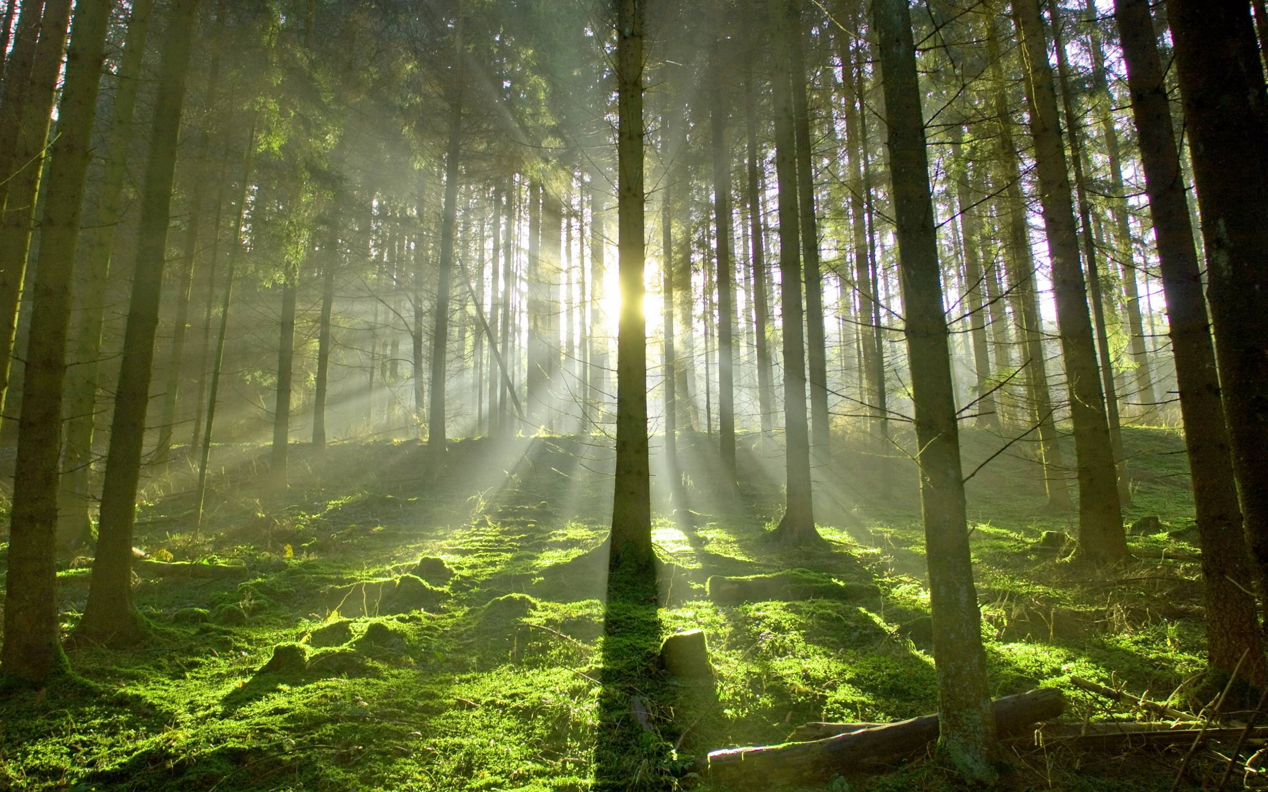 Пејзаж: залазак сунца у летњој шуми