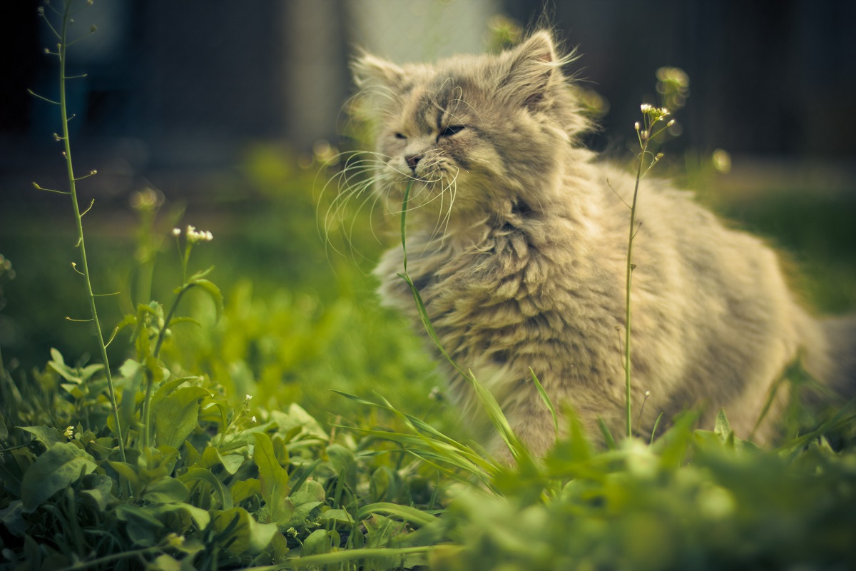 Kucing gembira di rumput
