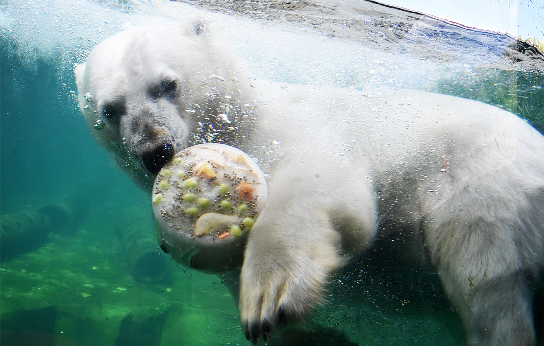 Sa zoo ng Hanover, ang mga polar bear ay nai-save mula sa init sa pamama...
