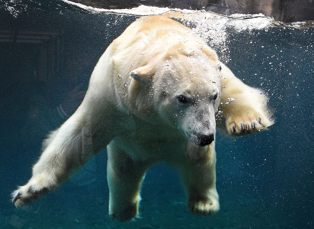El habitante del zoológico de Moscú es un oso llamado Milán.