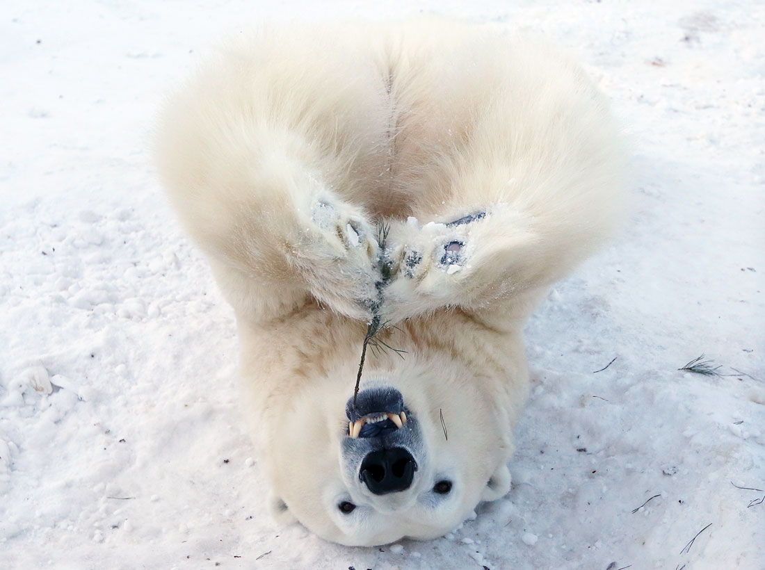 Feliks Niedźwiedź polarny w zoo Roev Ruchey w Krasnojarsku