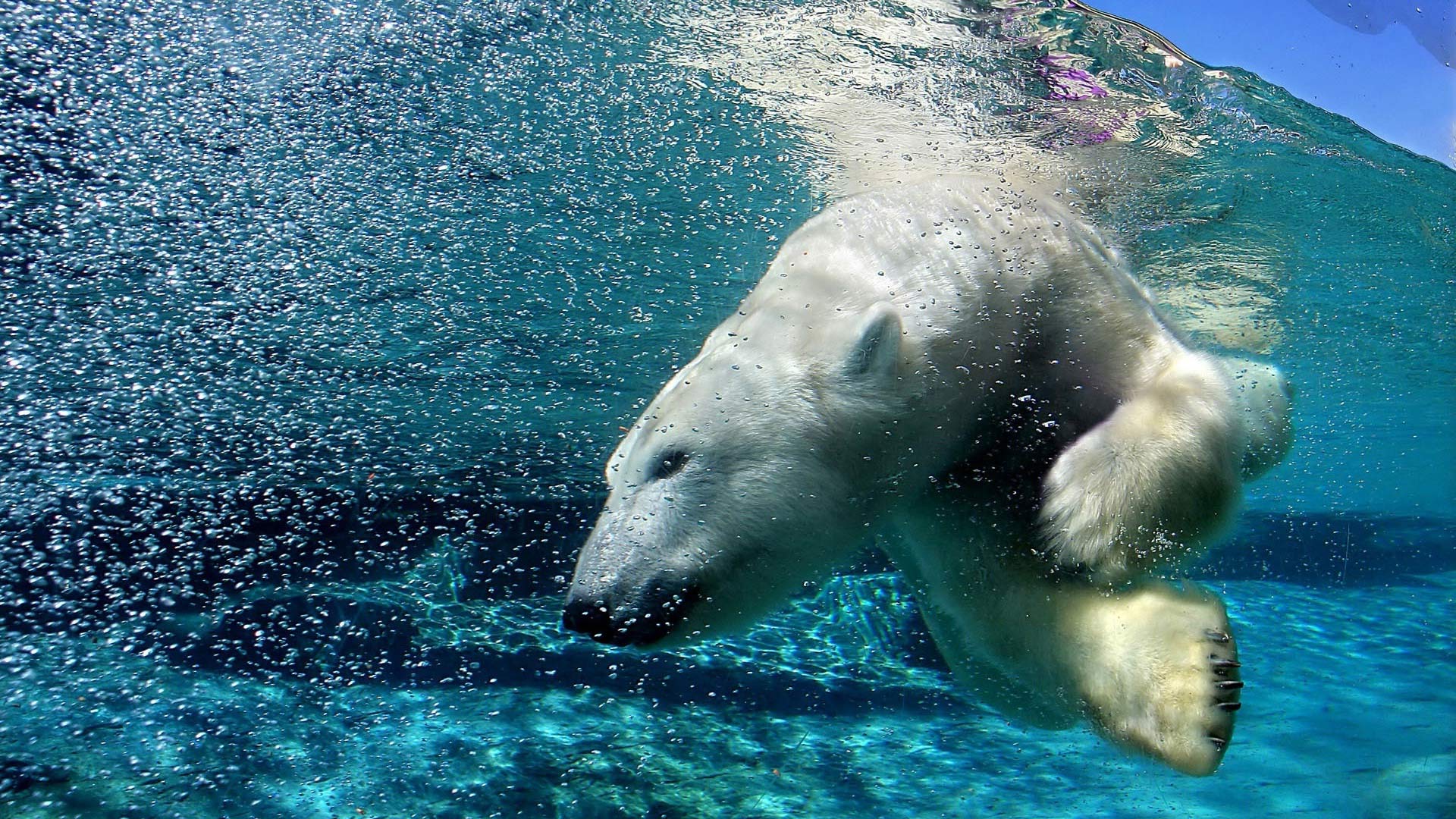 Bir hayvanat bahçesinde su altında kutup ayısı