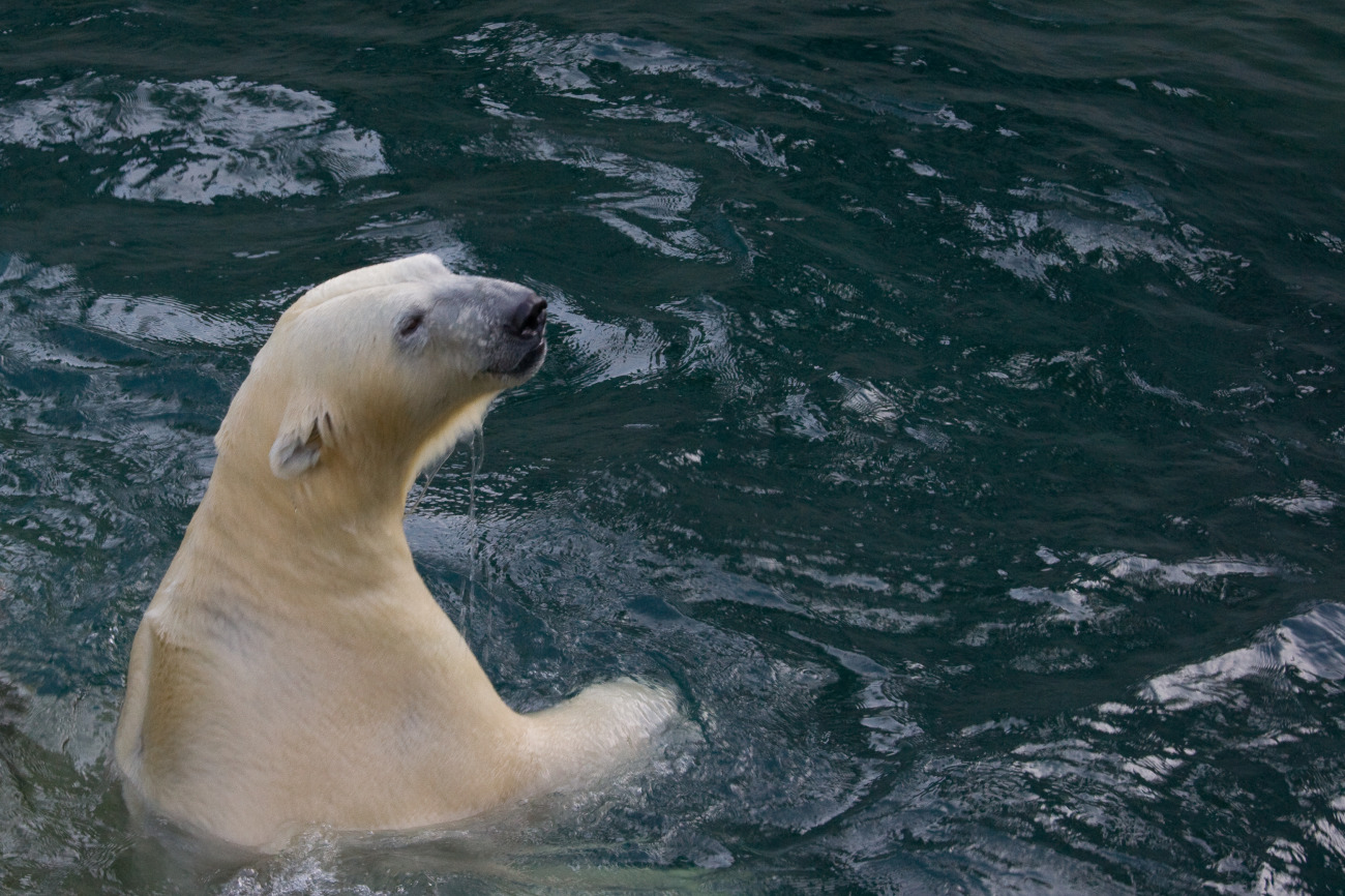 Urso polar no zoológico de Novosibirsk