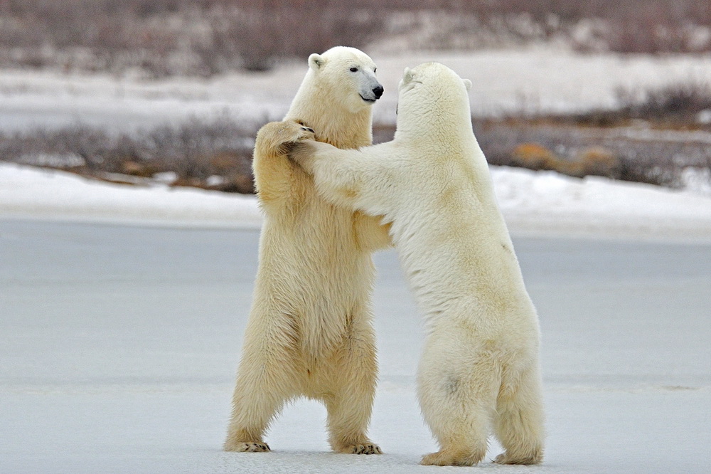 Polarni medvedi v nacionalnem parku Churchill, Manitoba, Kanada