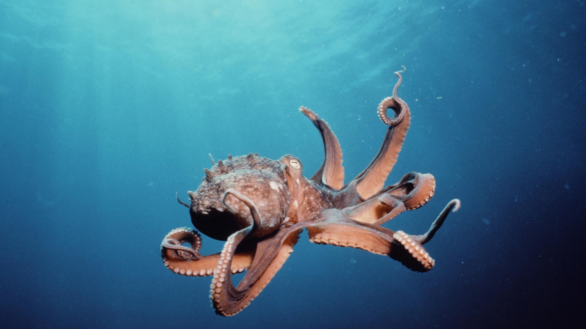 I-Octopus
