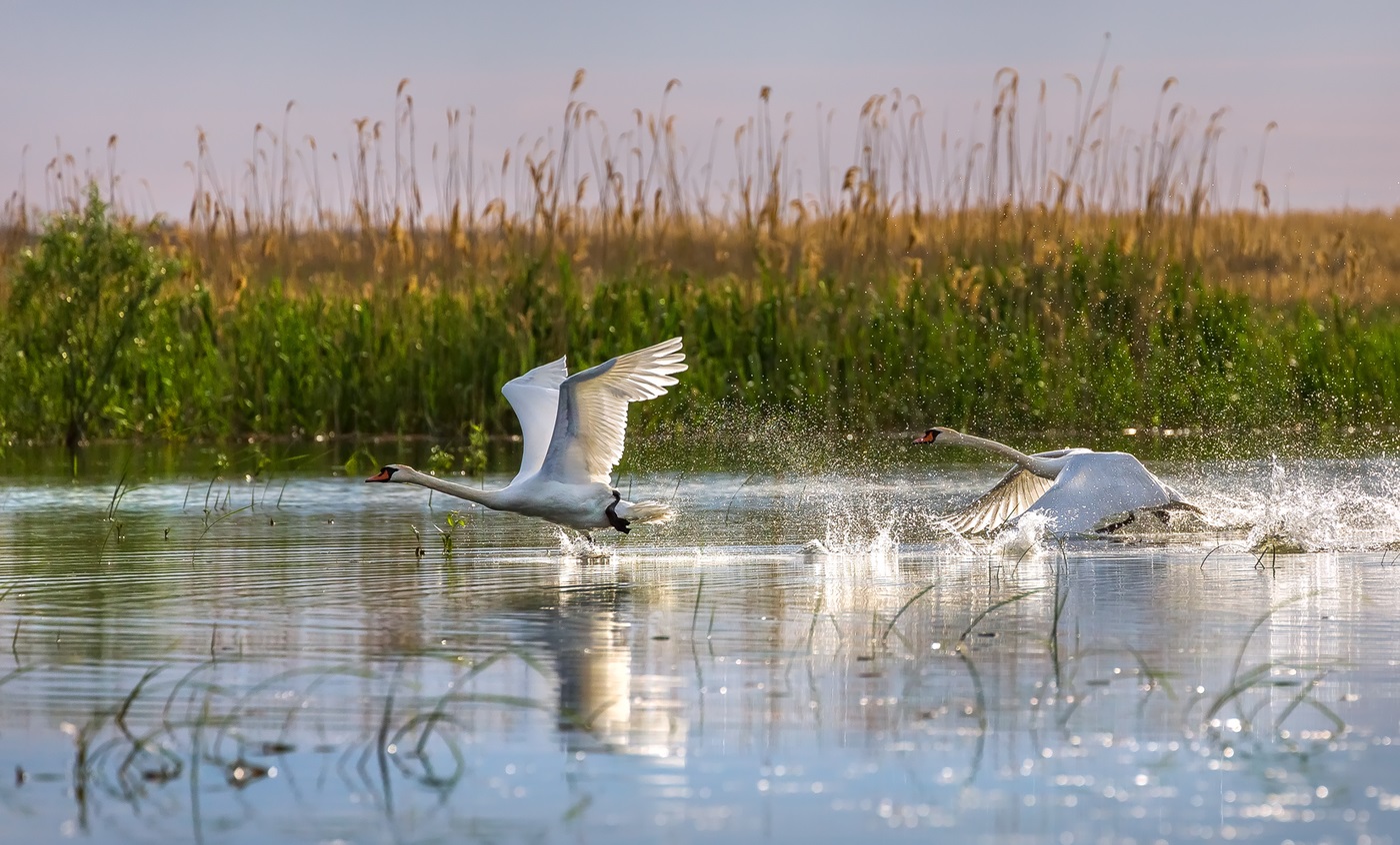 Wilde zwanen in de Wolga-delta