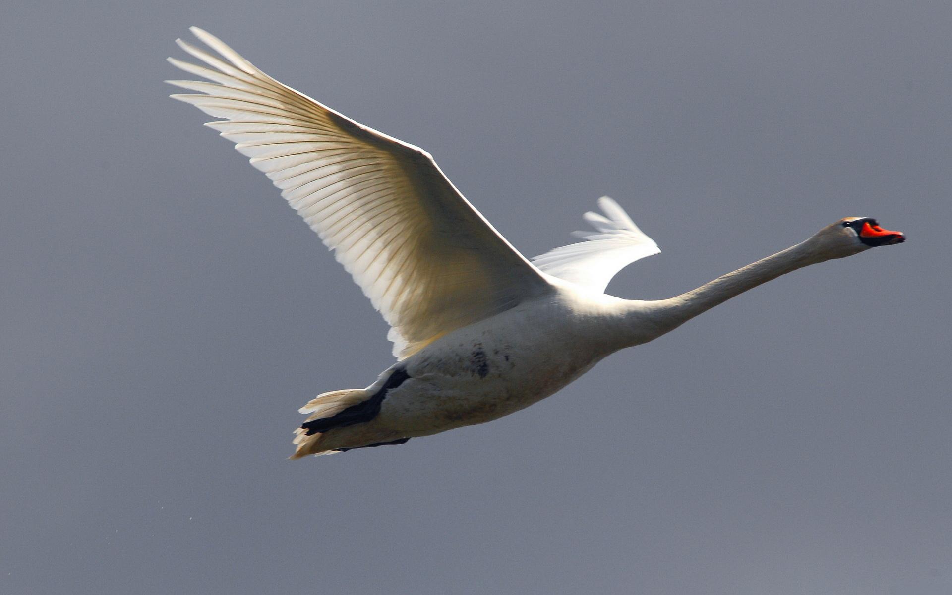 Swan dalam penerbangan