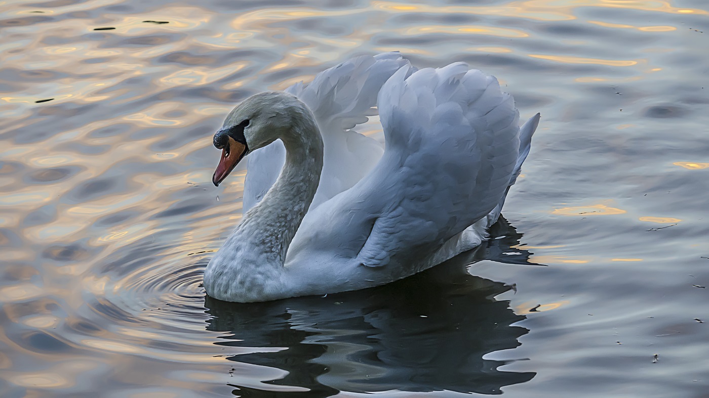 Swan në ujë