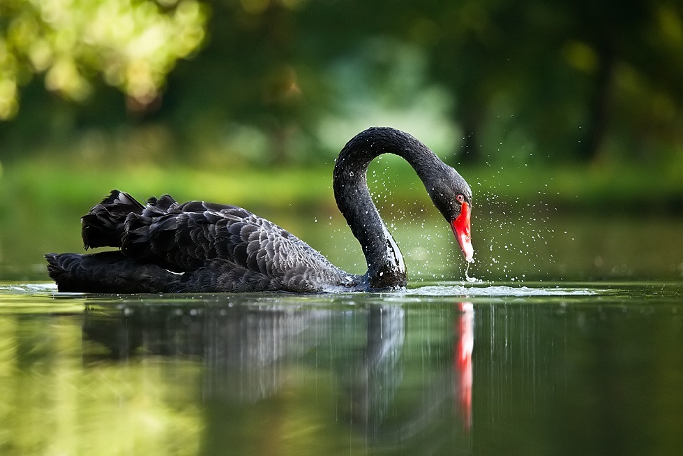 Swan ខ្មៅ