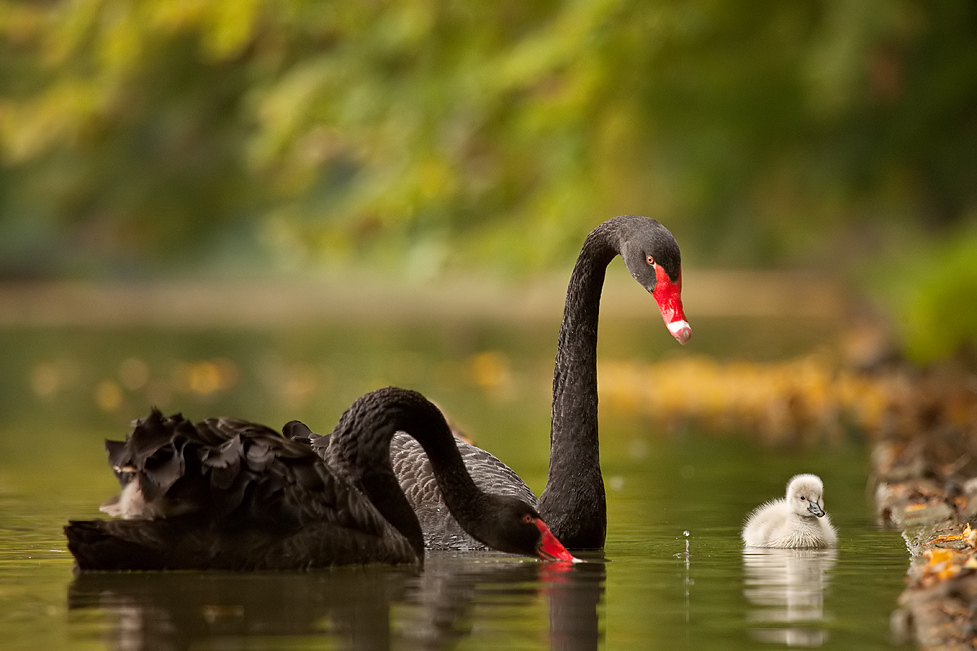 Черно лебедово семейство с мацка