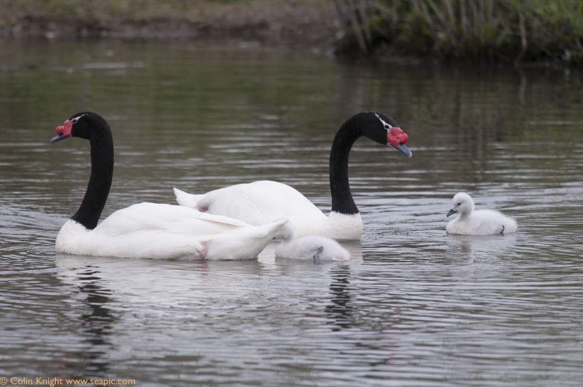 A pair of black-necked swans