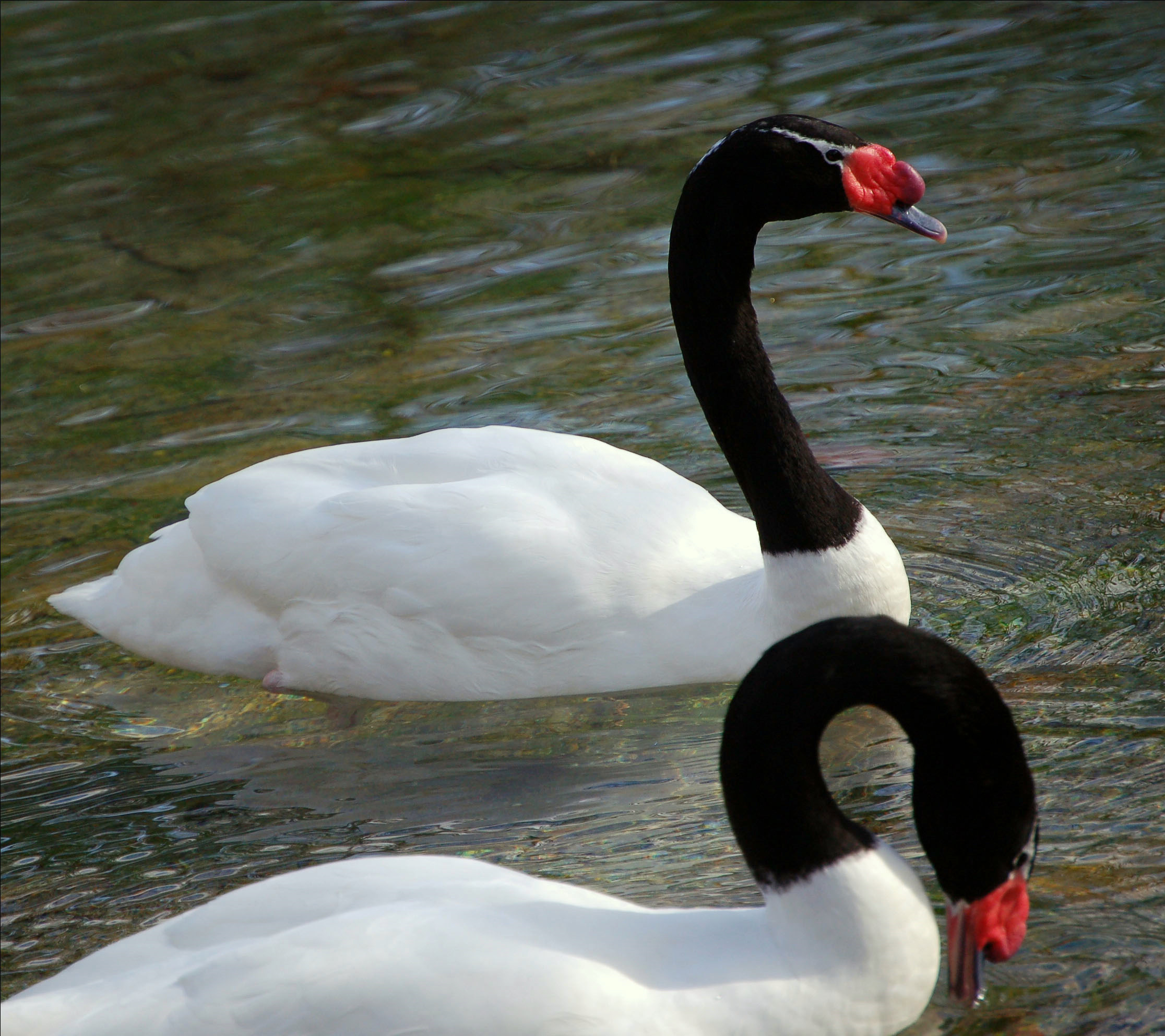 Swan għonq iswed