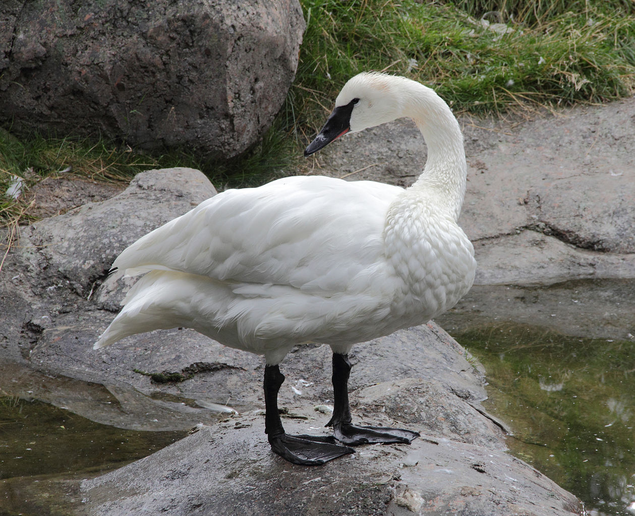 Trubač Swan