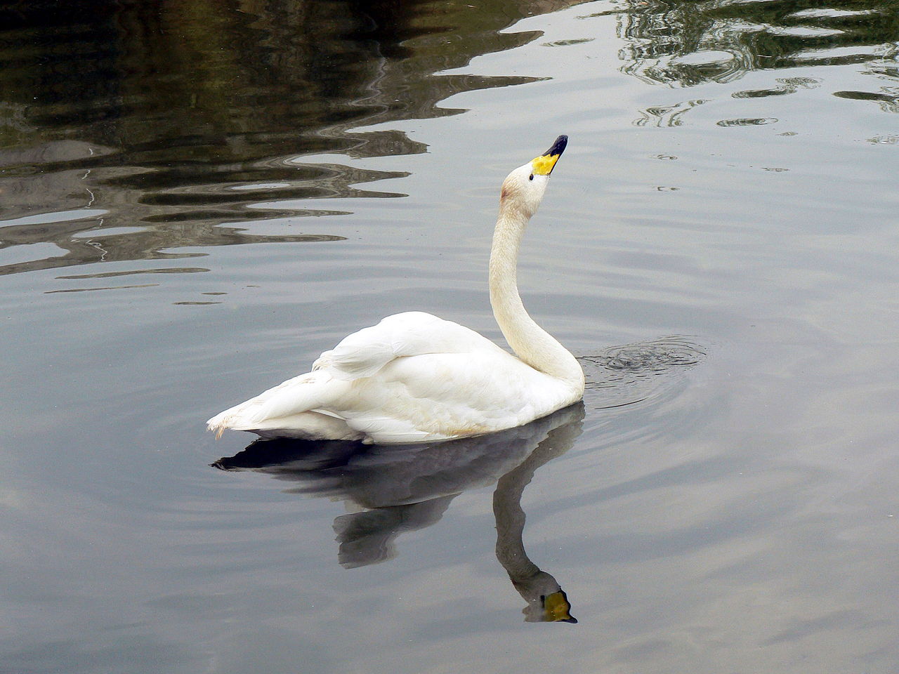 Swan sy'n byw