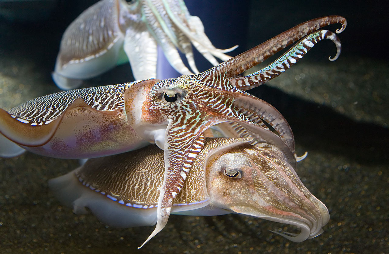 Cuttlefish yn Georgia Aquarium