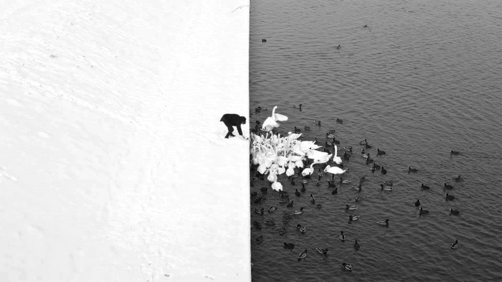 Swans and man: black and white