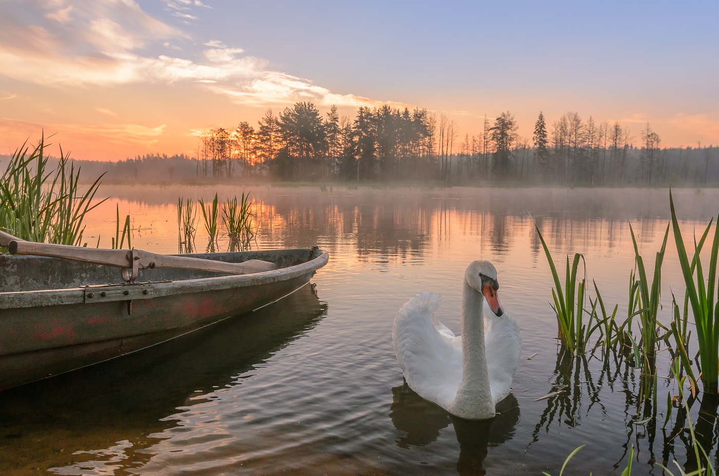 Lonely swan. Belarûs, navçeya Ivie, nêzîkî gundê Zhemyslavl