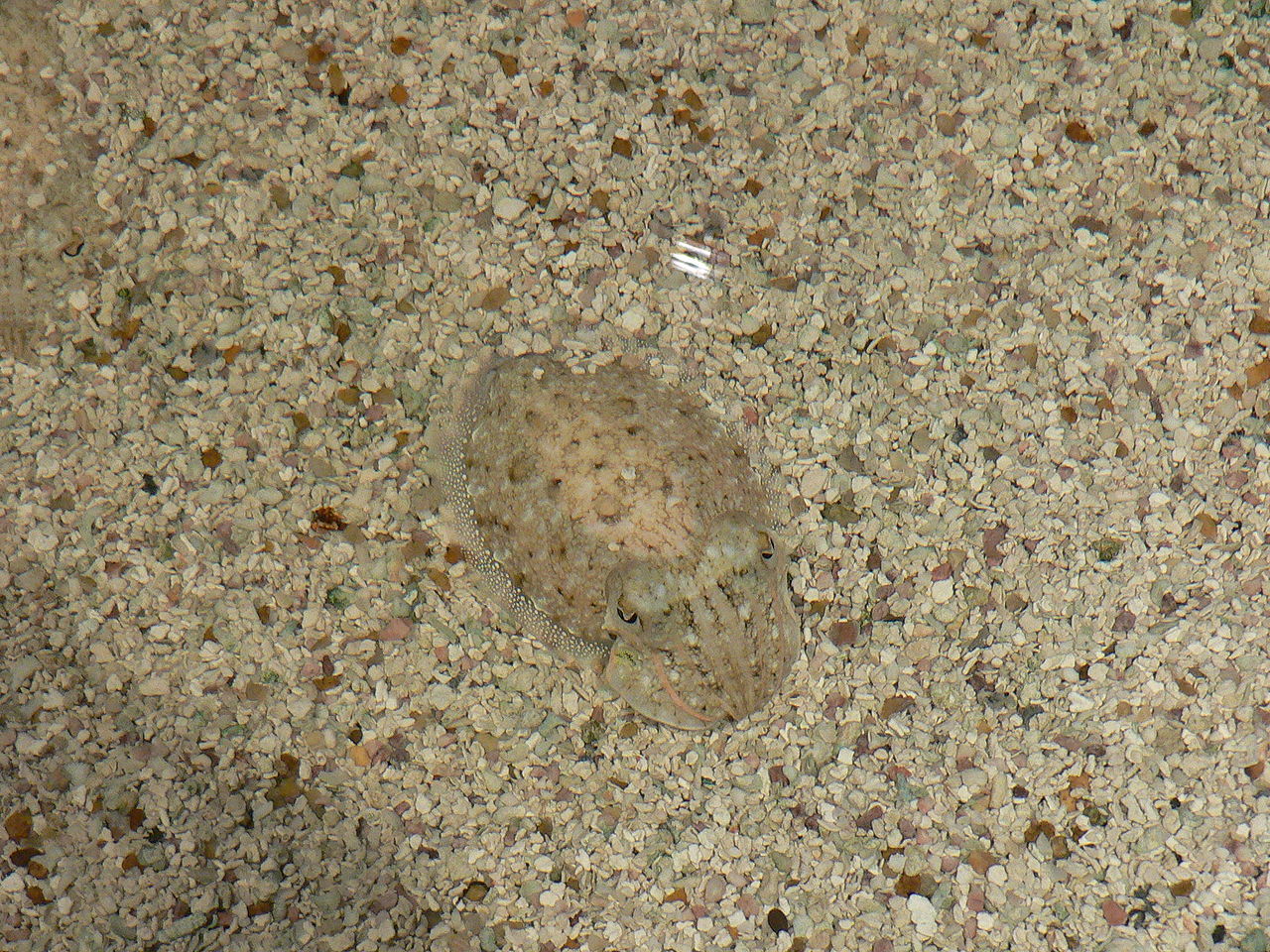 პატარა cuttlefish