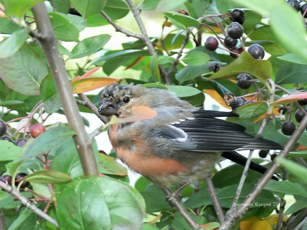 A young bullfinch eats black chokeberry and looks at the photographer with caution