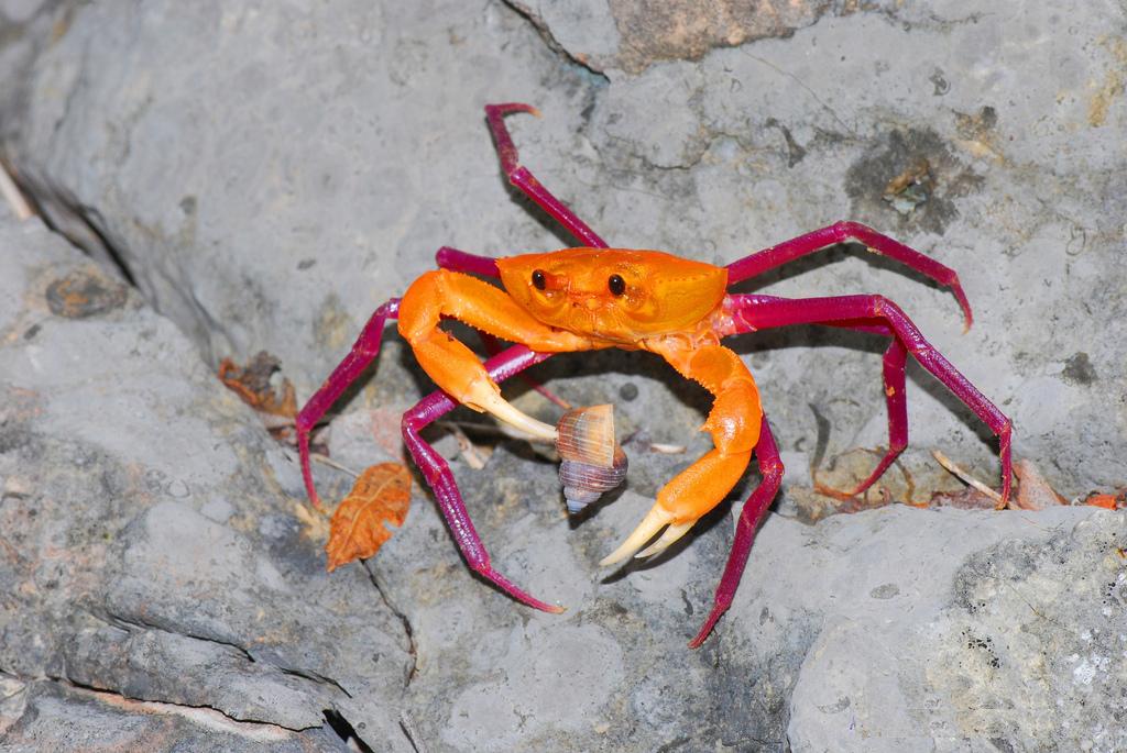 Crabe d'eau douce de Madagascar