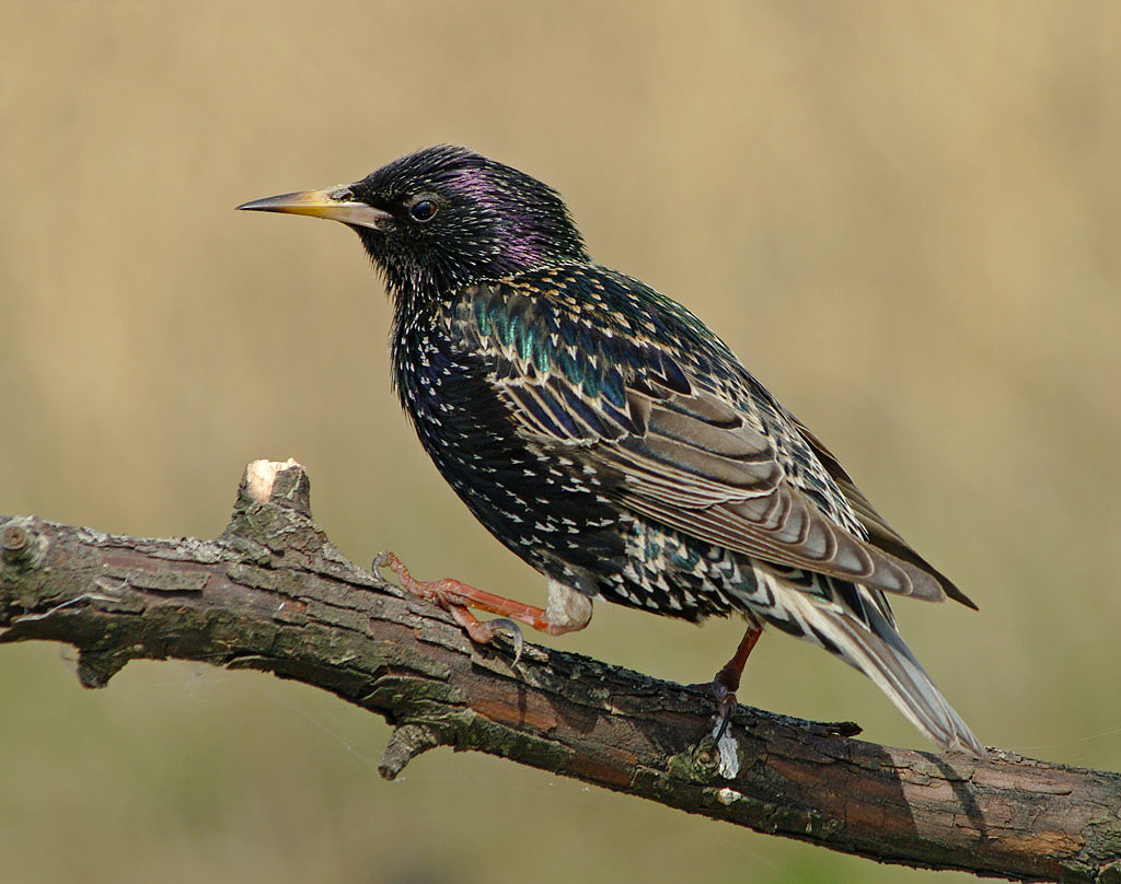 Starling on a branch