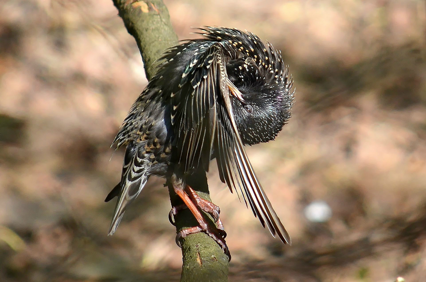 Starling cleans feathers