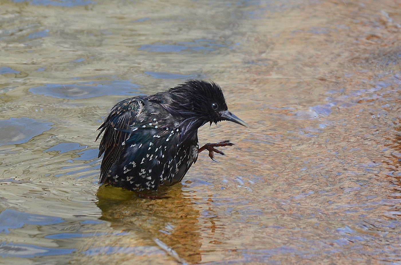 Starling njupuk perawatan banyu