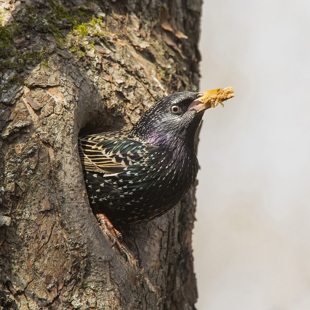 Starling builds a nest. Picture taken on Losiny Island