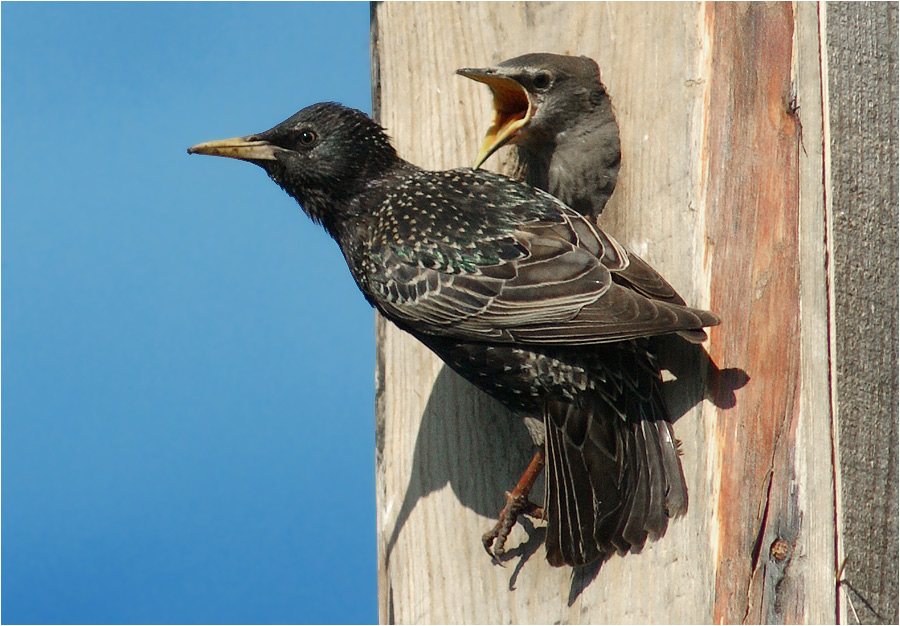 Starling og chick