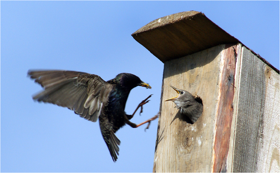 Starling and chick