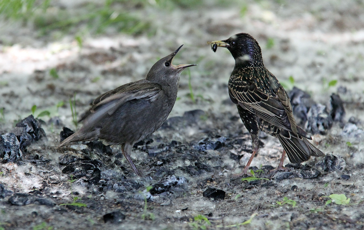 Starling and chick