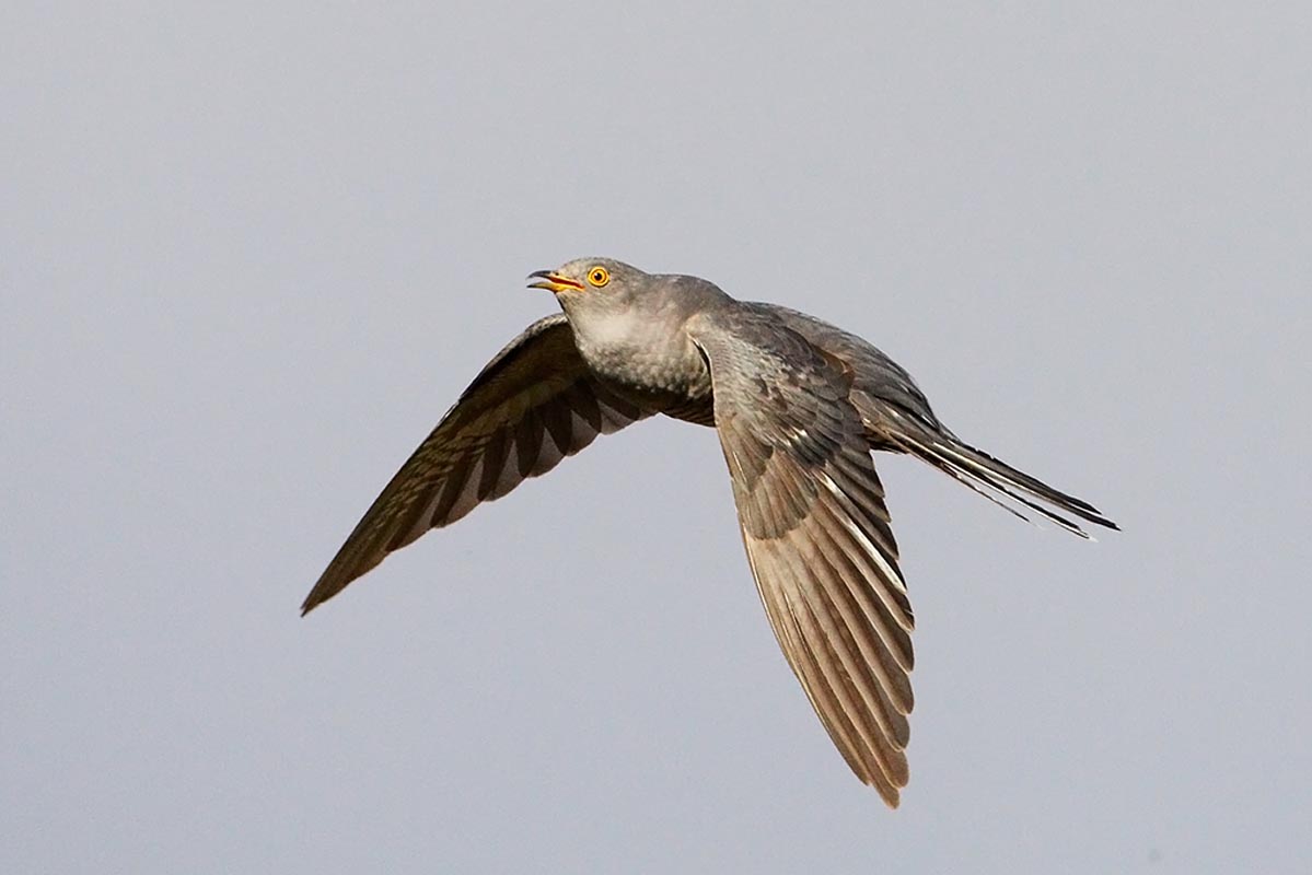 Cuckoo flying