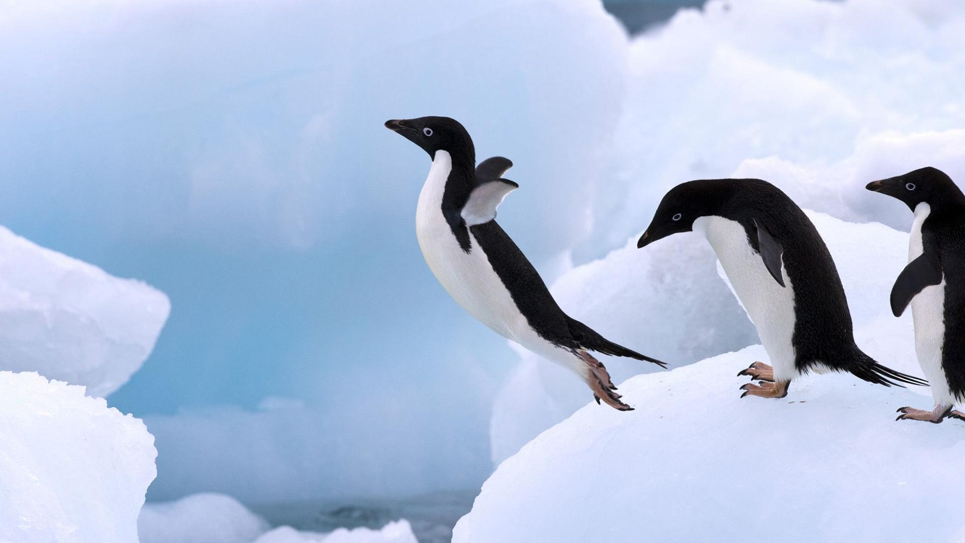 Mga larawan ng mga penguin
