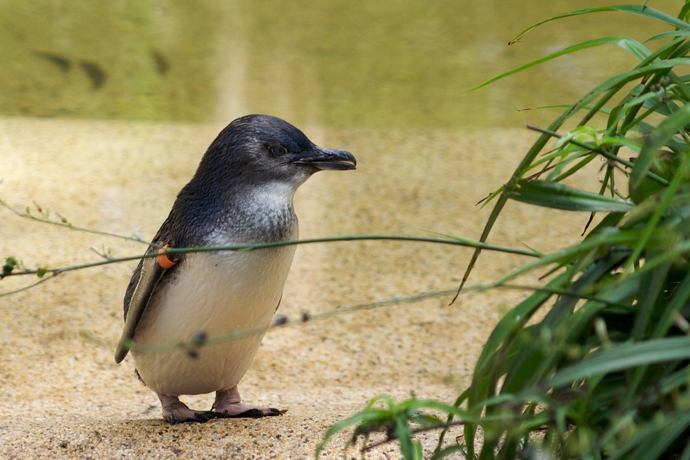 Mali pingvin