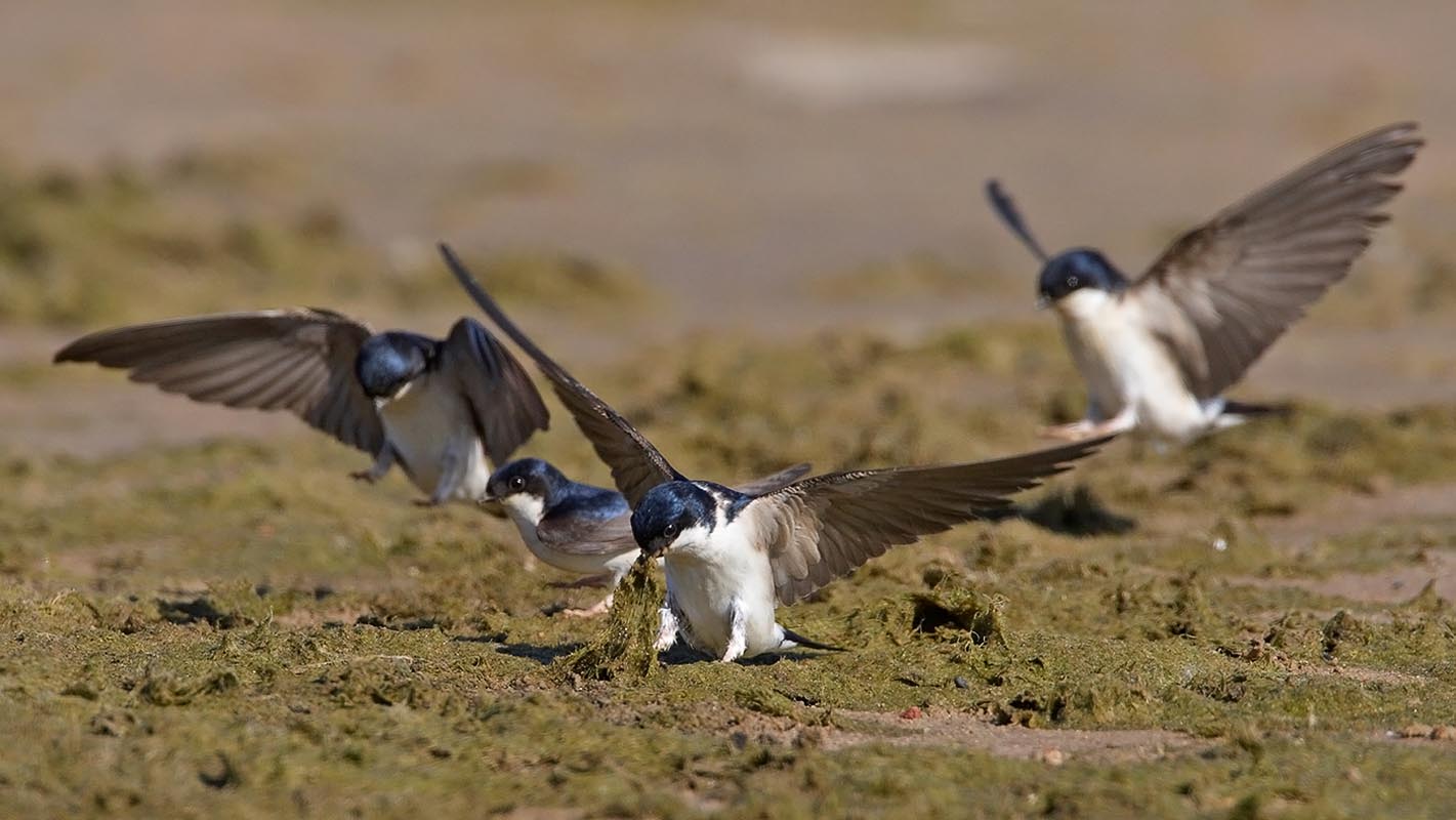 Swallows ngumpulkeun bahan pikeun ngawangun nests