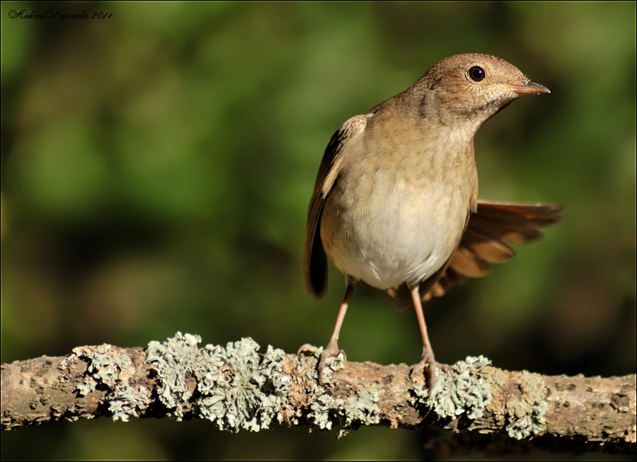Nightingale på en gren