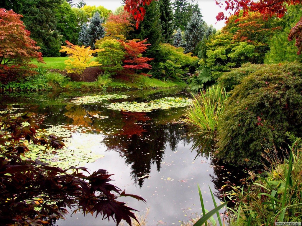 Autumn nature: by the pond