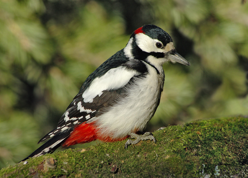 Ang Great Spotted Woodpecker sa profile