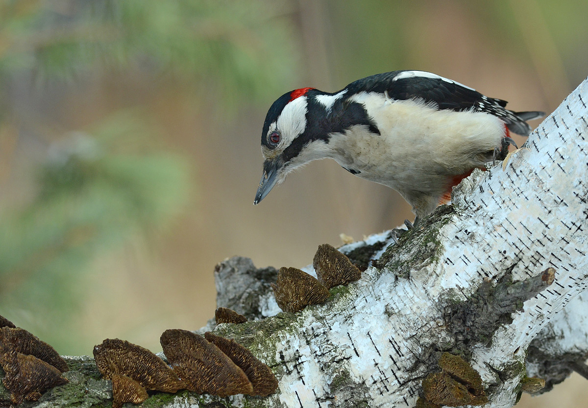 Woodpecker bit-tikek Kbir