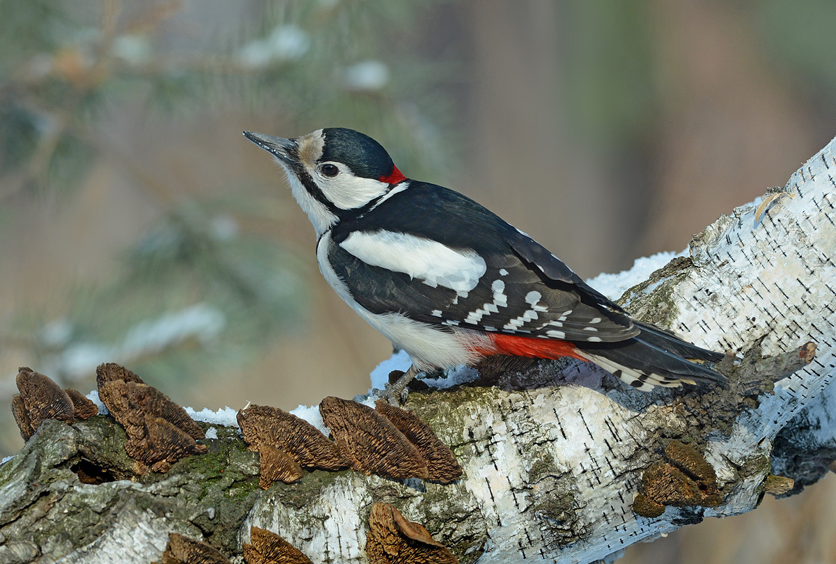 Woodpecker bit-tikek Kbir