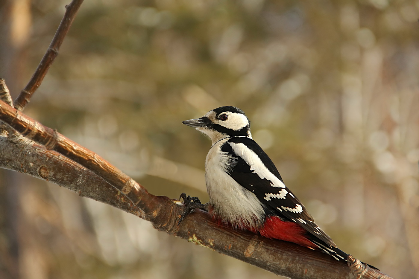 ʻO Woodpecker