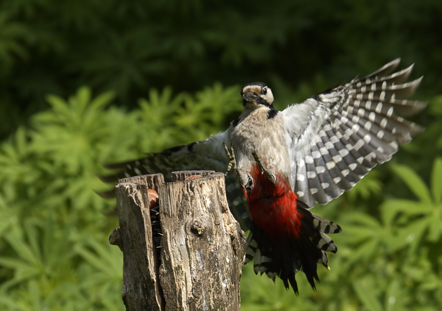 Woodpecker in flight