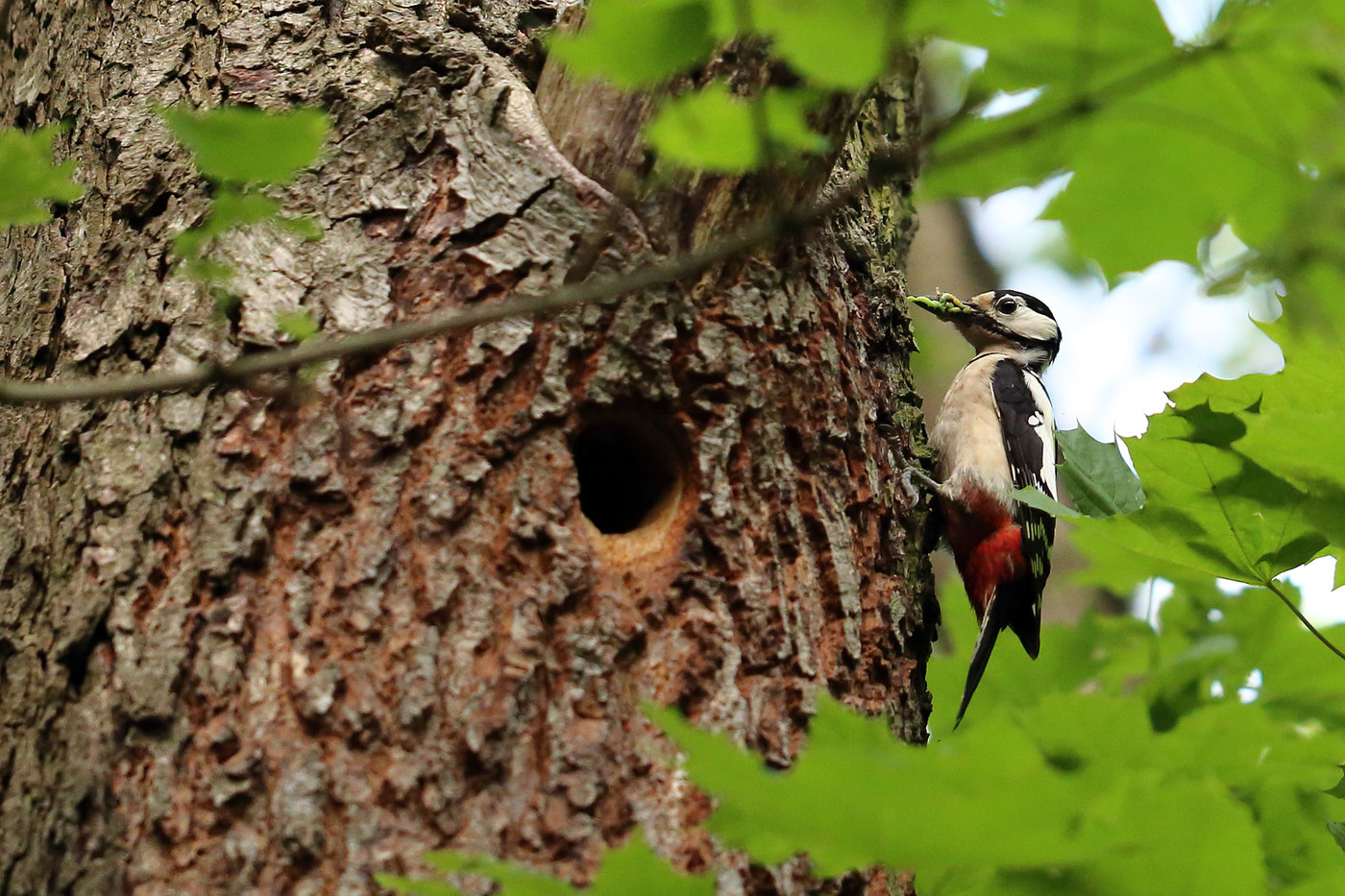 Female woodpecker at the nest