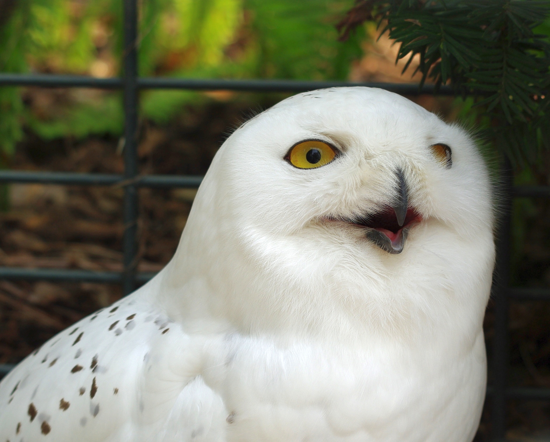 Polar owl ხელმძღვანელი