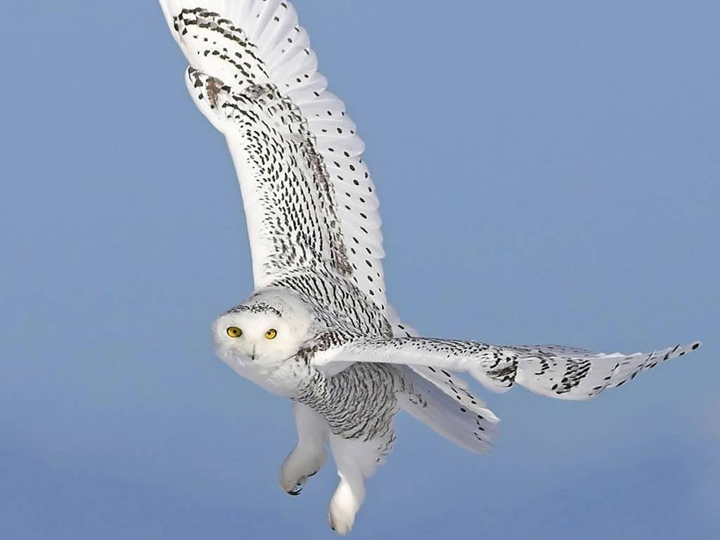 Polar owl sa flight